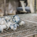 Various Strains of Magic Mushroom Used in PolkaDot Bars